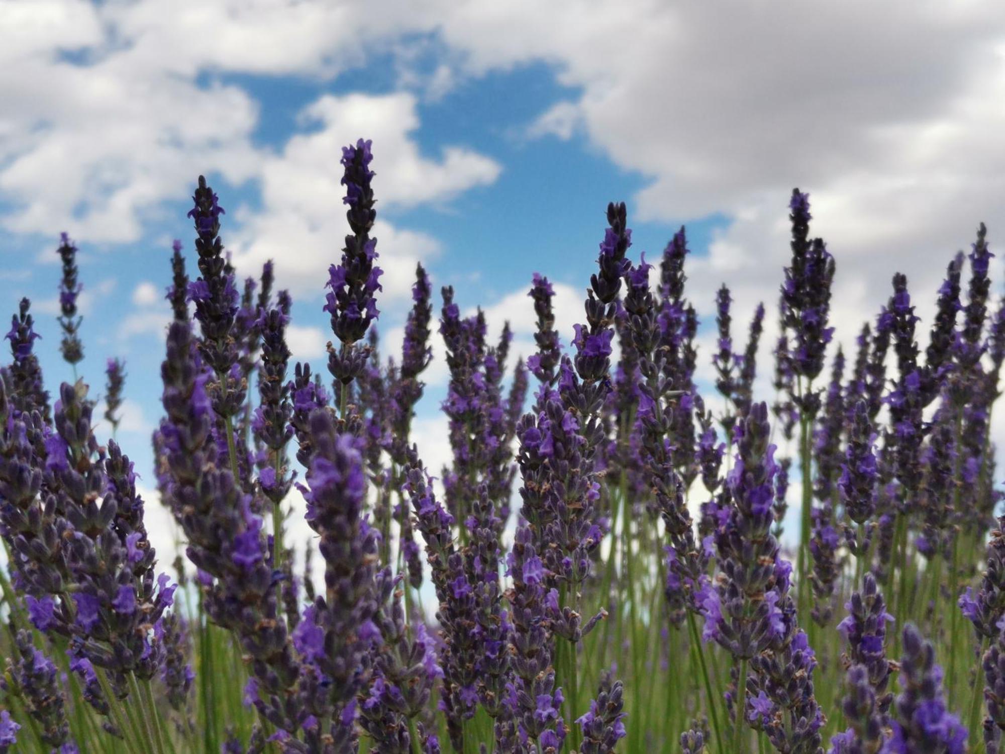 Gite En Provence Lavande Modene Zewnętrze zdjęcie
