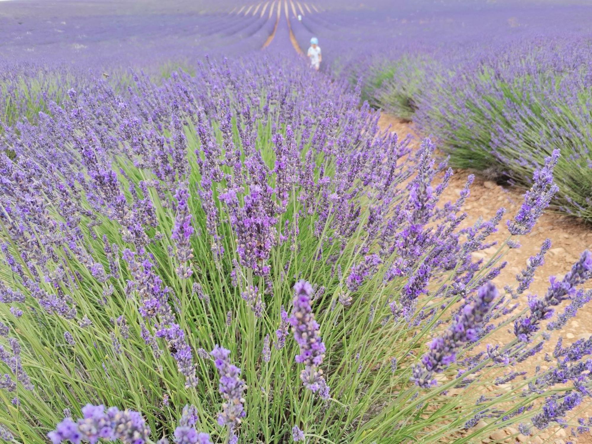 Gite En Provence Lavande Modene Zewnętrze zdjęcie