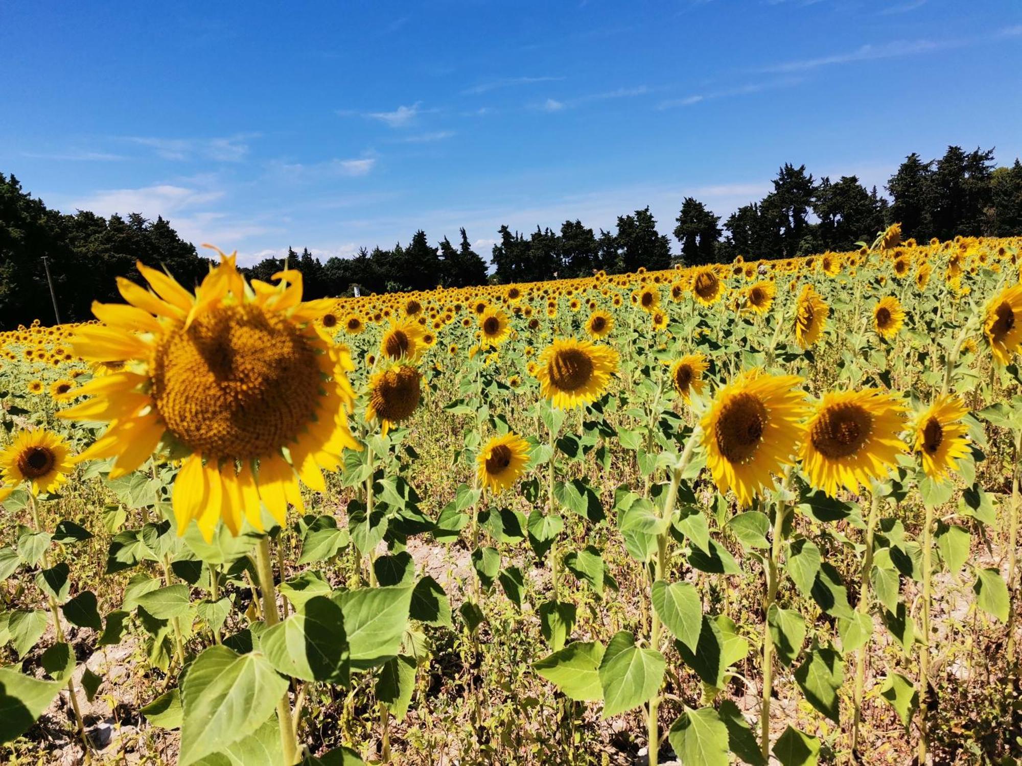 Gite En Provence Lavande Modene Zewnętrze zdjęcie